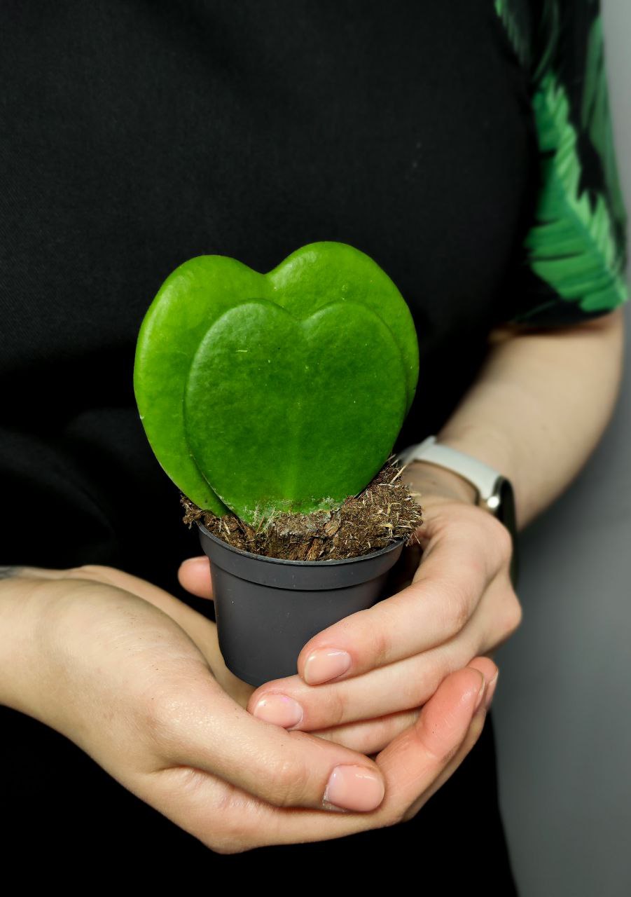 Хойя Керри Дабл (Hoya Kerrii Double) D6см
