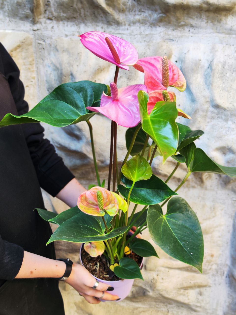 Антуриум Кавалли (Anthurium Cavalli) D14см