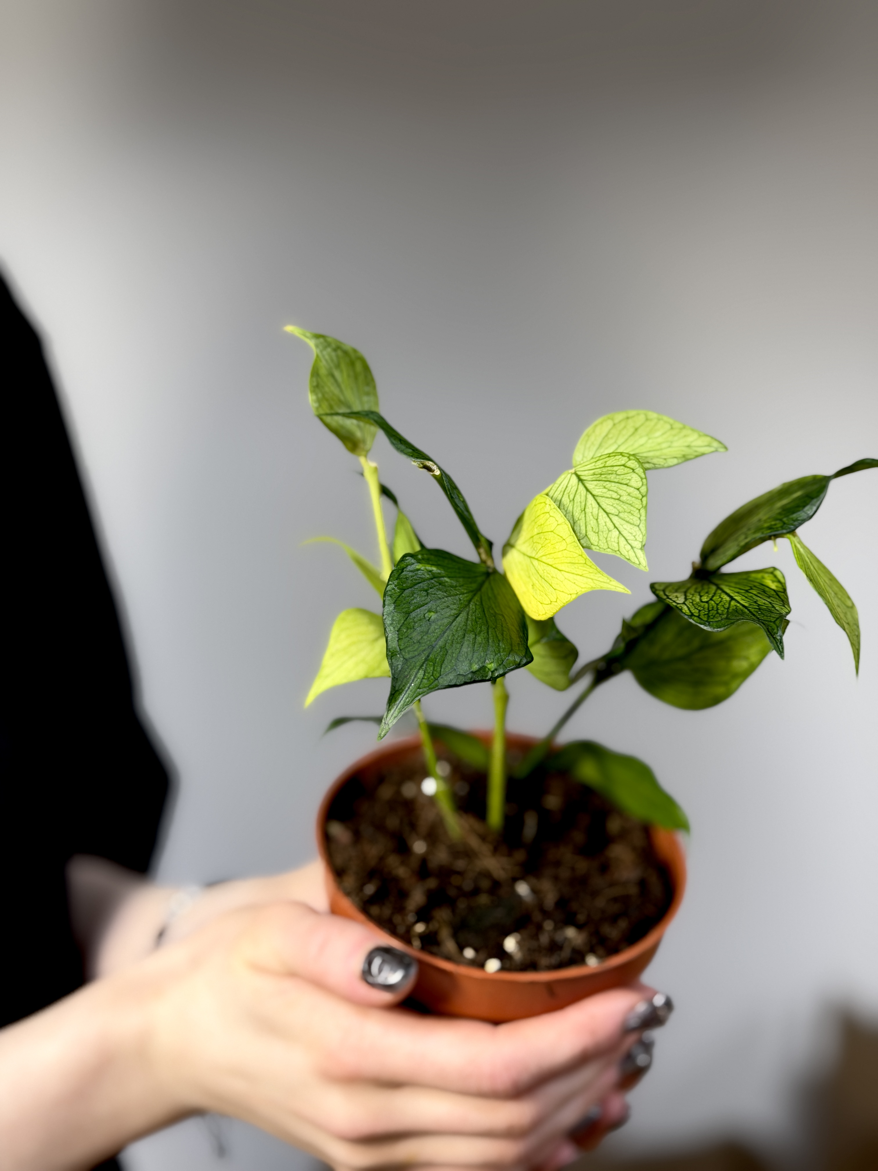Хойя Полинейра (Hoya Polyneura) D10см