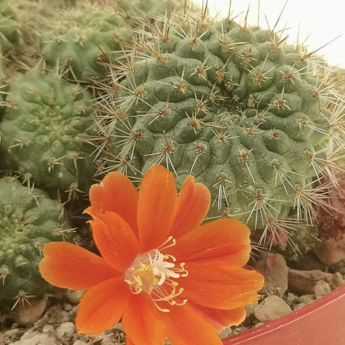 Ребуция Албиареолата, или Белоареоловая (Rebutia Albiareolata) D5см