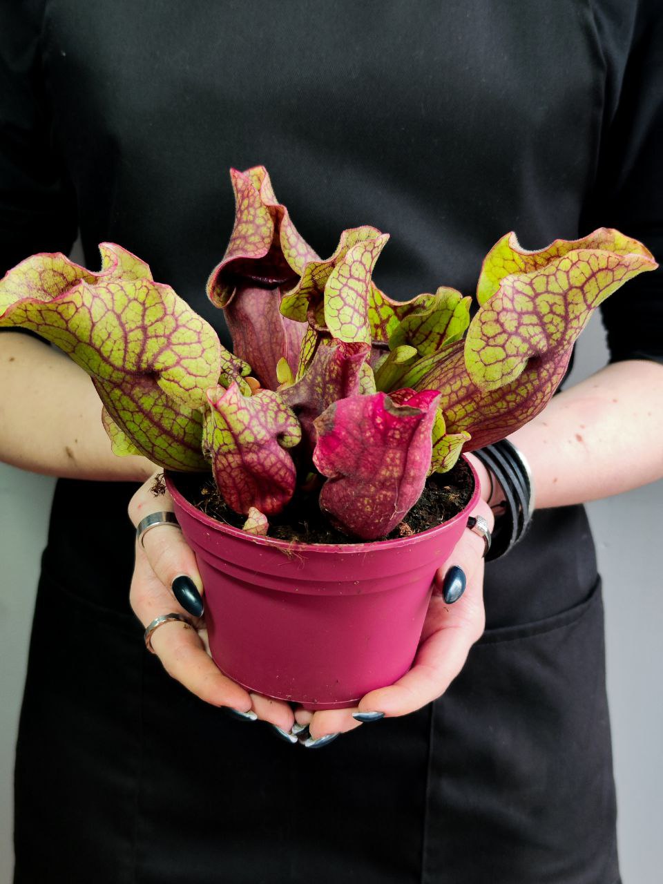 Саррацения Веноза Красная (Sarracenia Venosa Red) D12см