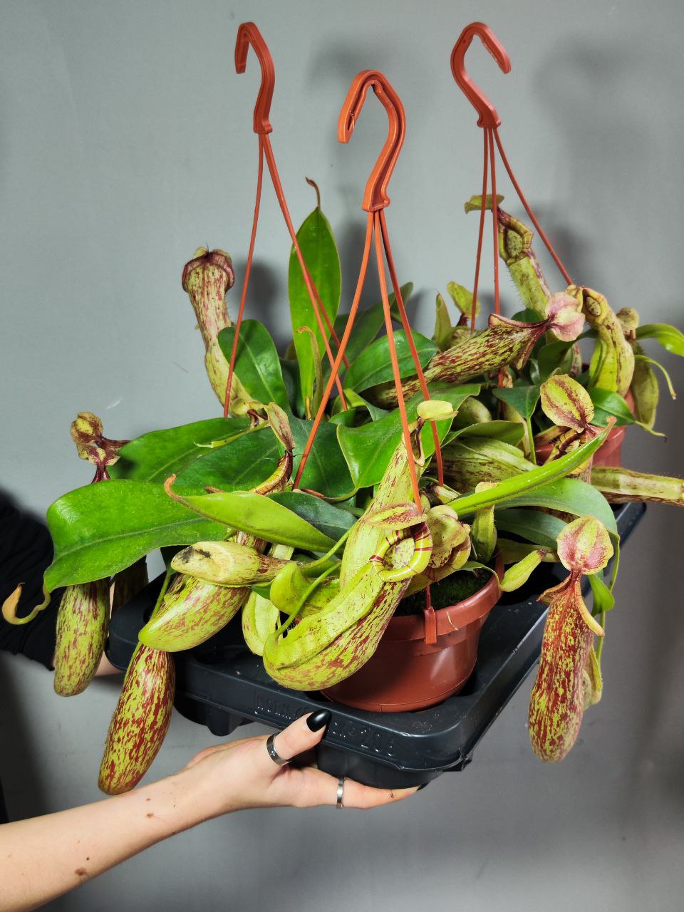 Непентес Мохито (Nepenthes Mojito) D14см