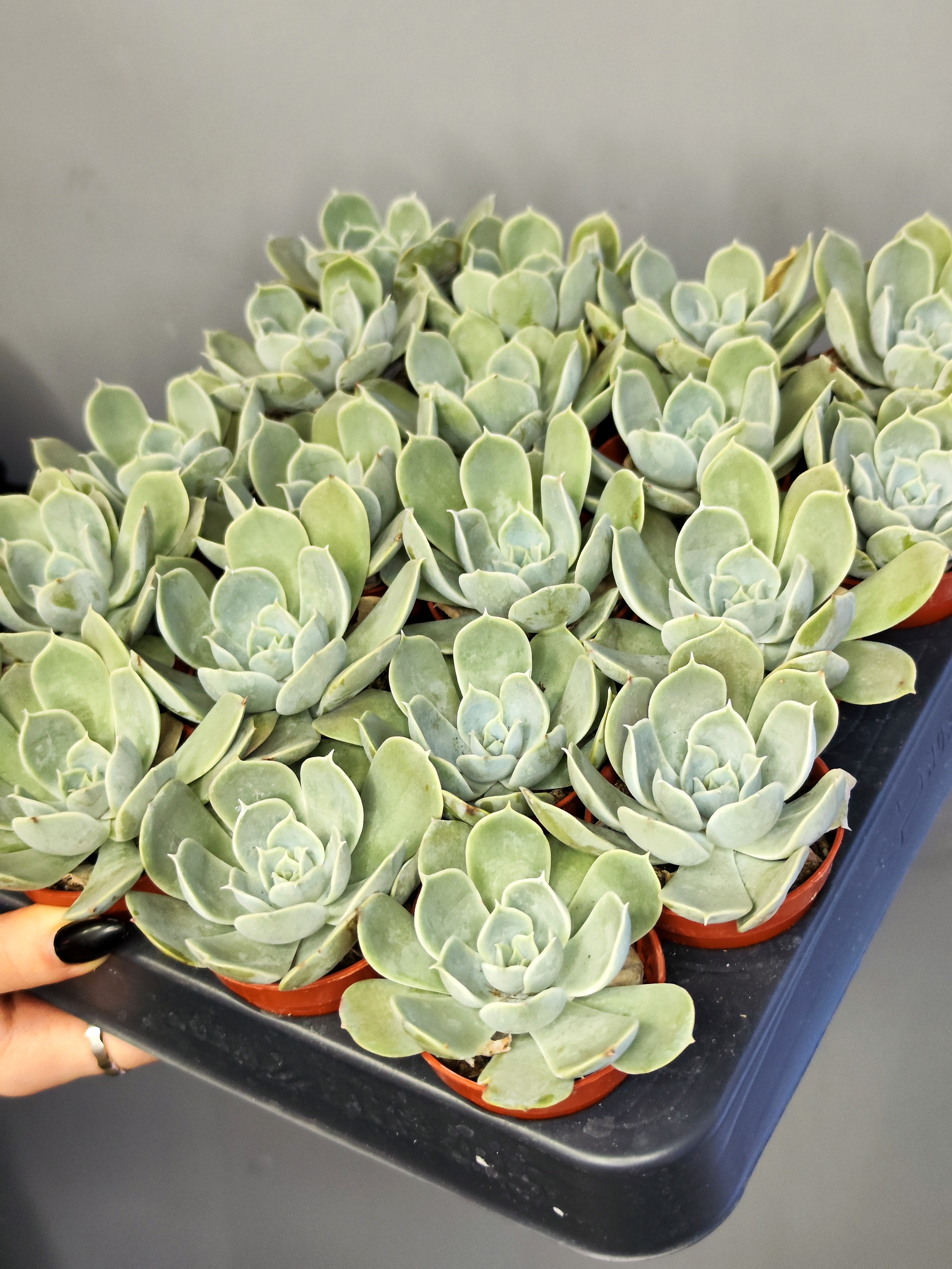 Эхеверия Электра (Echeveria Electra) D5см