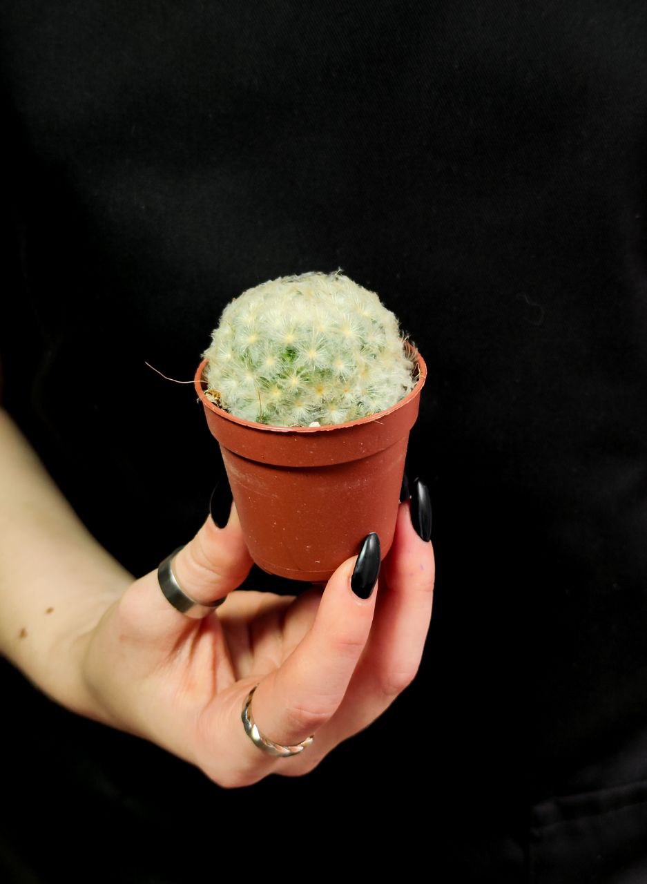 Маммиллярия Плюмоза (Mammillaria Plumosa) D5см