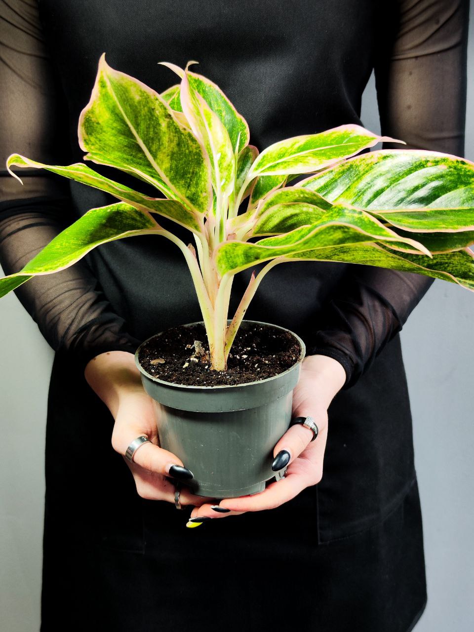 Аглаонема Пинк Аврора (Aglaonema Pink Aurora) D12см
