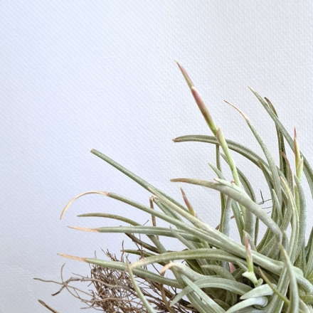 Тилландсия Глабиор (Tillandsia Glabior)