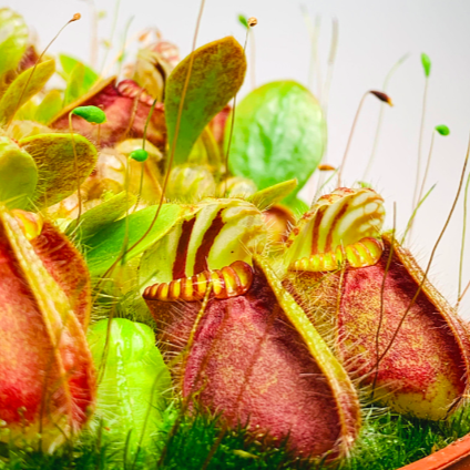 Цефалотус Мешочковый Мини Грин (Cephalotus Follicularis) D9см