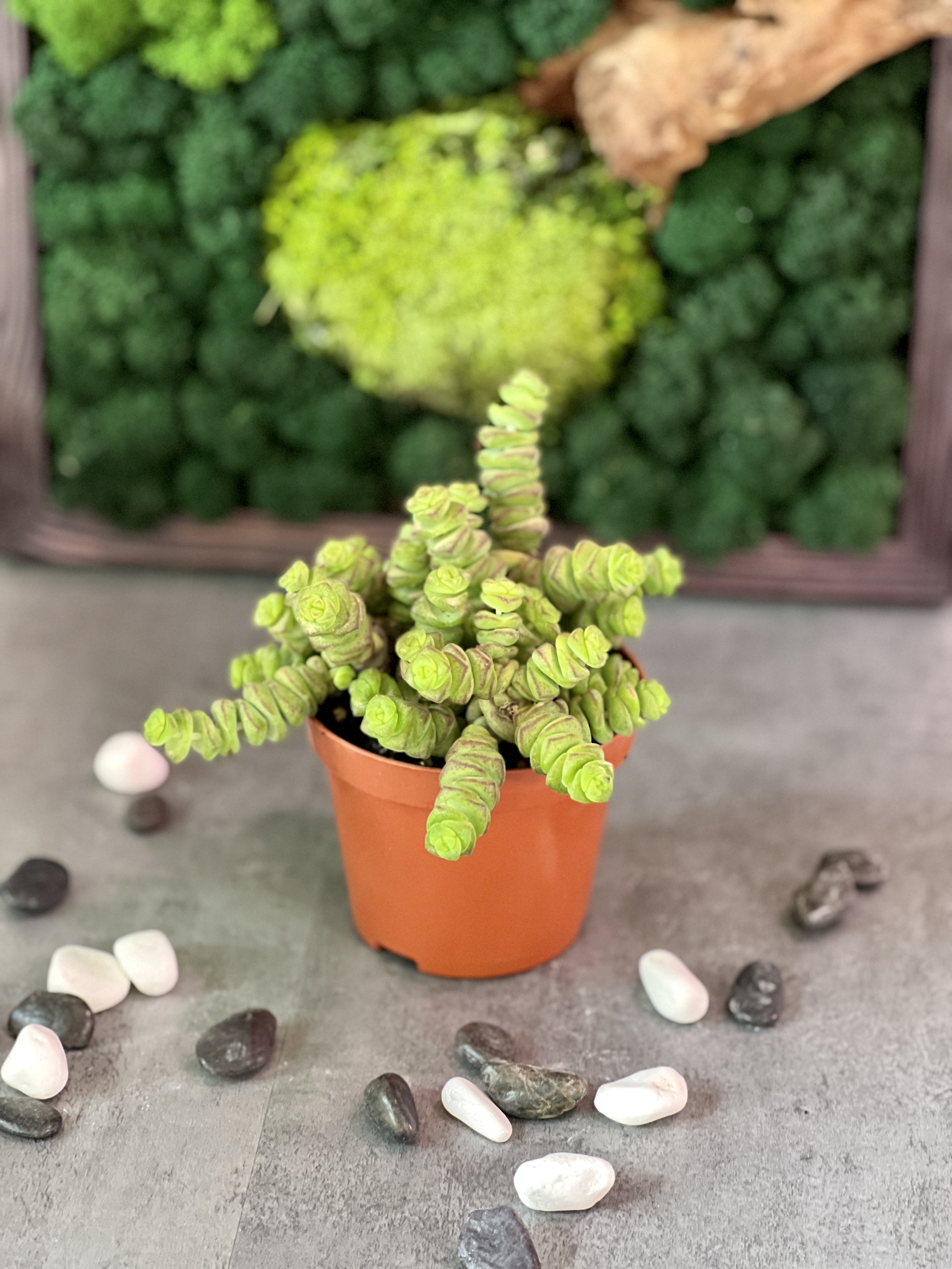 Крассула Марнье (Crassula Marneriana) D8см