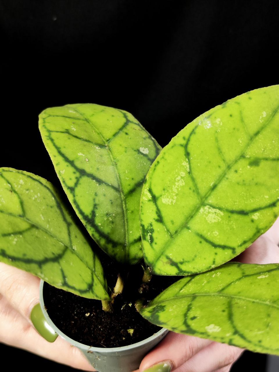 Хойя Каллистофилла (Hoya Callistophylla) D6см