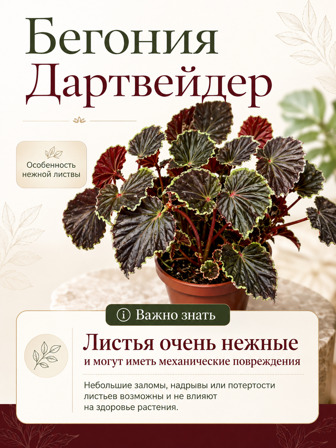 Бегония Дарт Вейдер (Begonia Darthvaderiana) D8см
