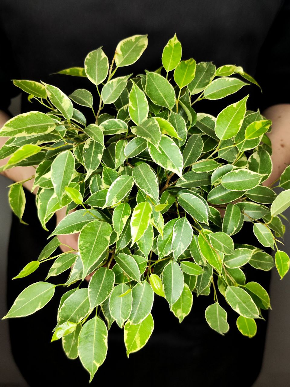 Фикус Бенджамина Кинки (Ficus Benjamina Kinky) D12см