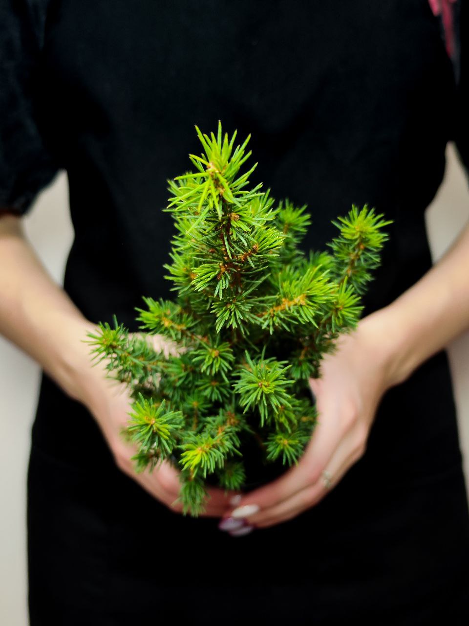 Ель Глаука Перфекта (Picea Glauca Perfecta) D9см, живая елка в горшке