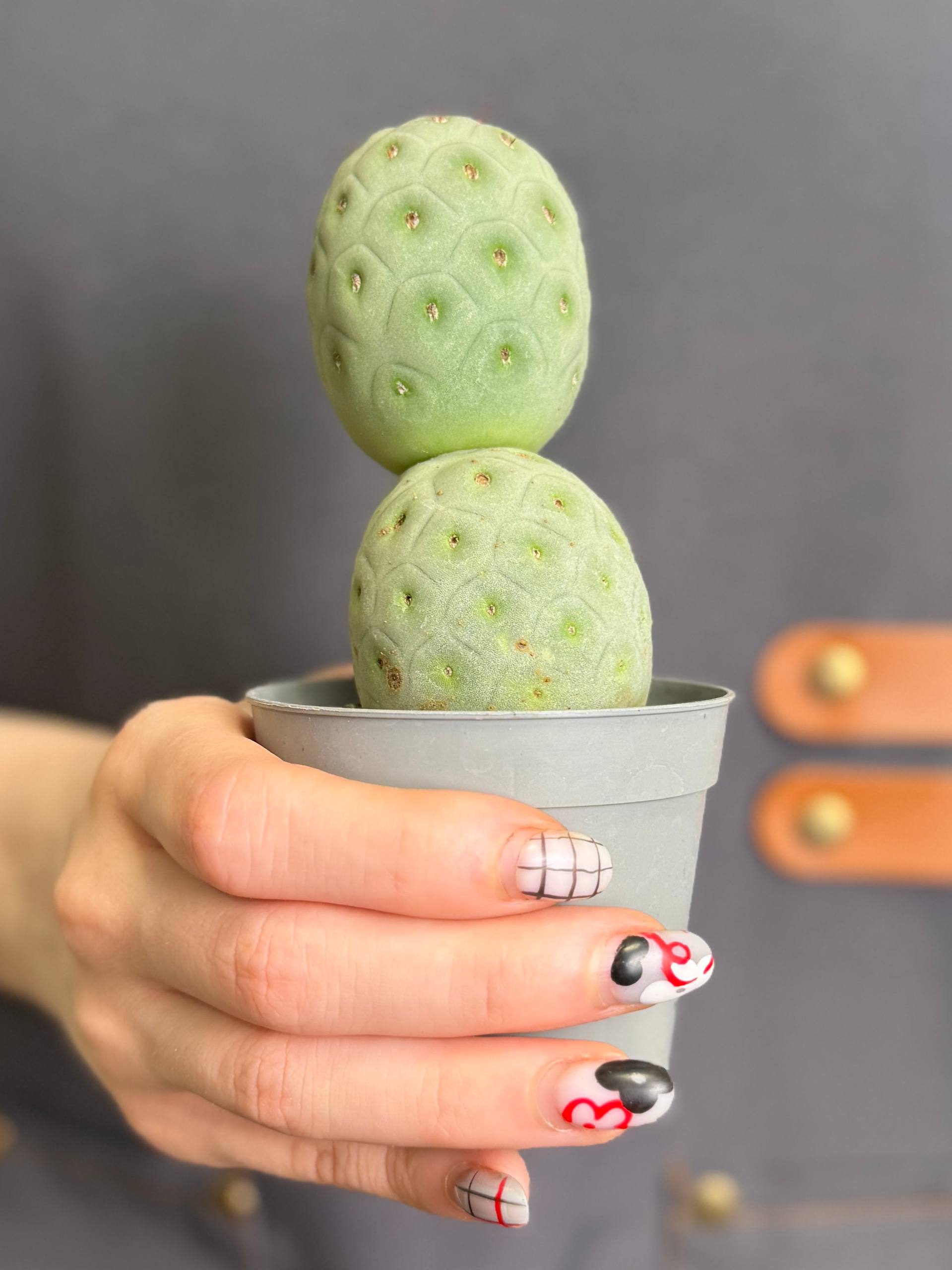 Тефрокактус Геометрический (Tephrocactus Geometricus) D6,5см