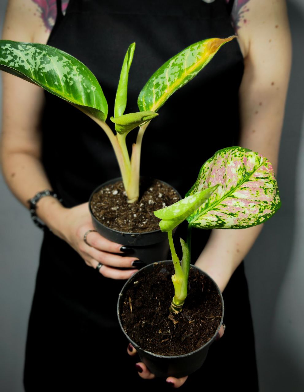 Аглаонема Микс УЦЕНКА (Aglaonema Mix) D12см
