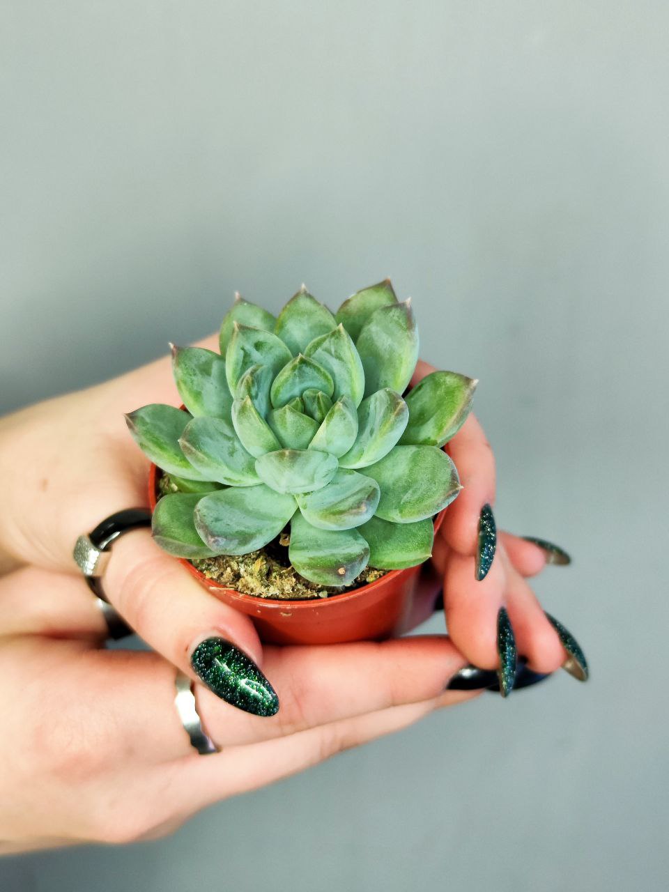 Пахиверия Шейдекери (Pachyveria Scheideckeri) D5см