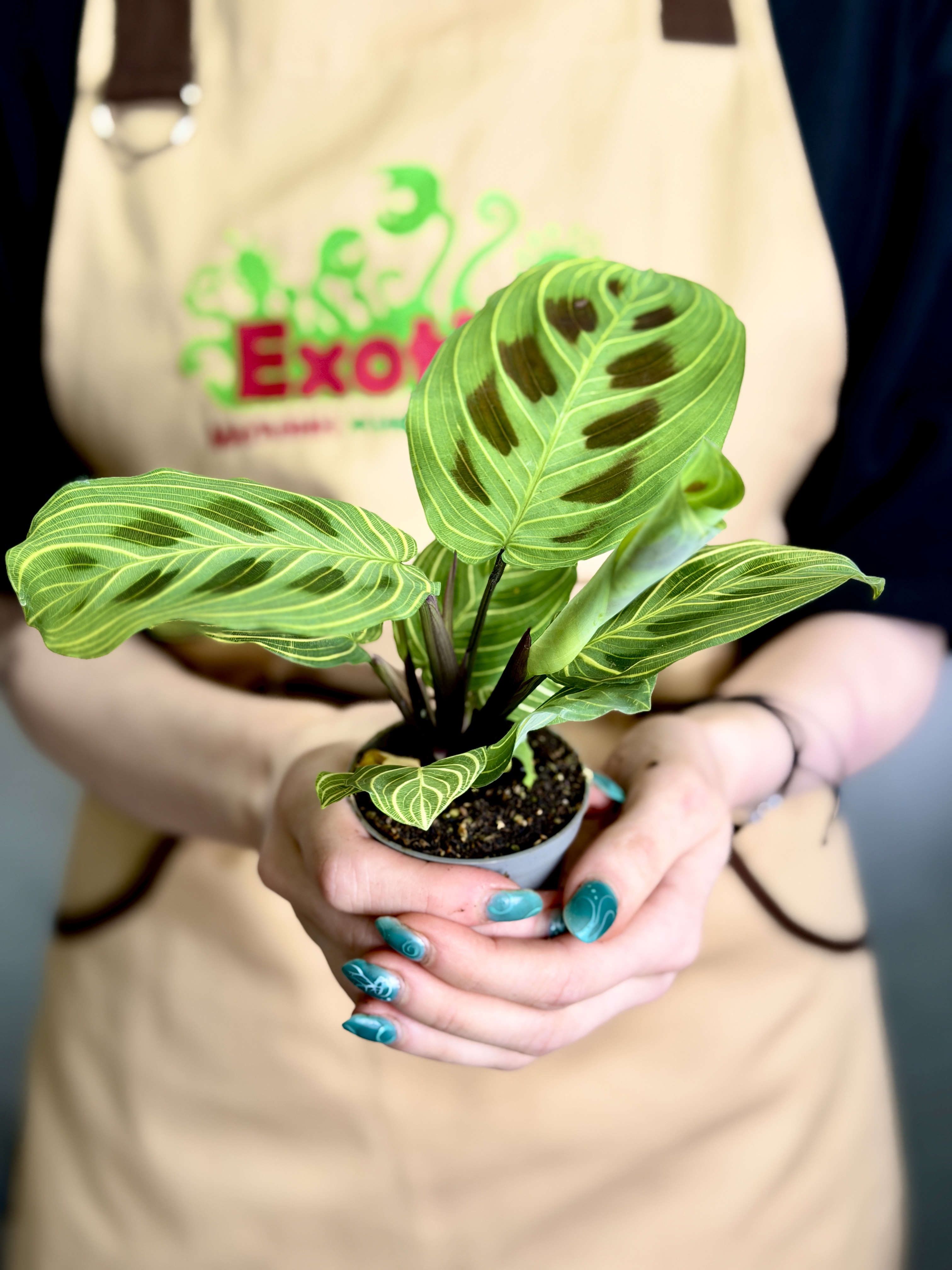 Маранта Голден Вейнс (Maranta Leuconeura Golden Veins) D6см