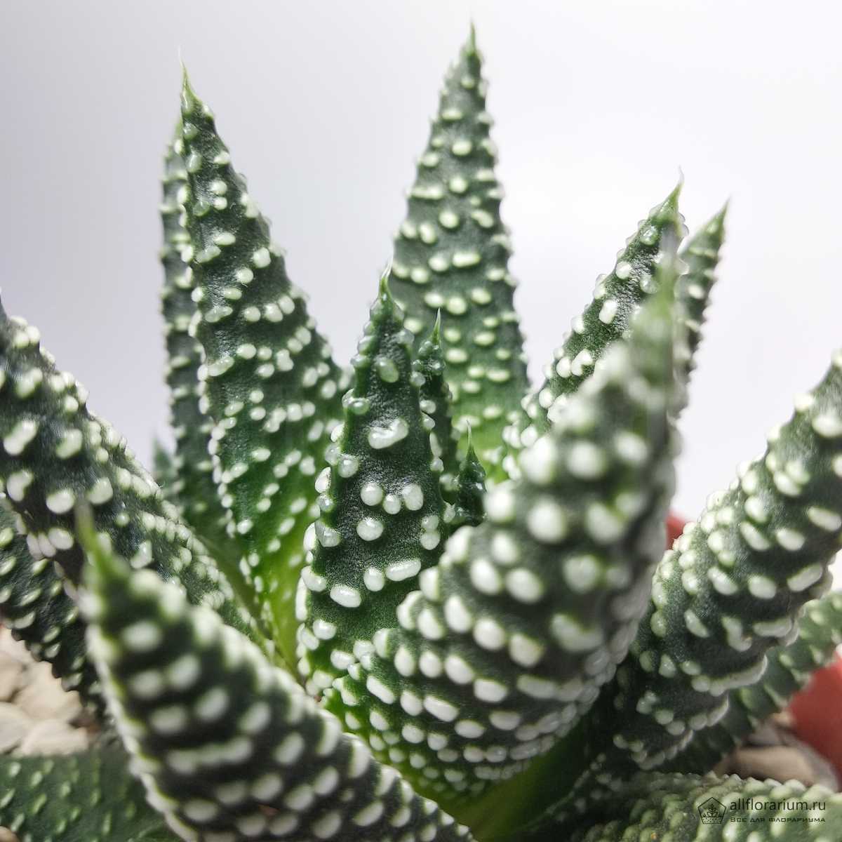 Хавортия Жемчужная (Haworthia Margaritifera) D5см