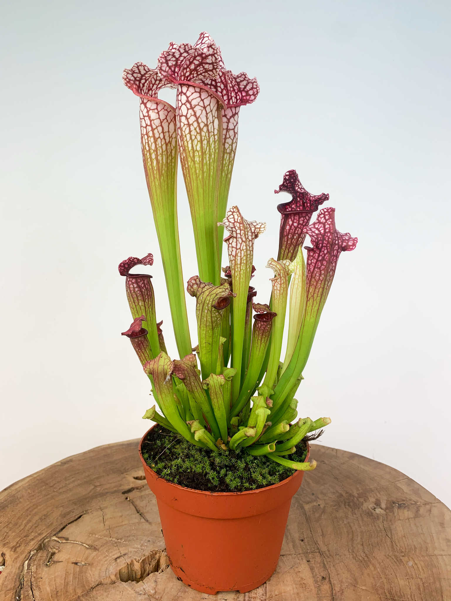 Саррацения Лейкофилла Красная (Sarracenia Leucophylla Red) D9см