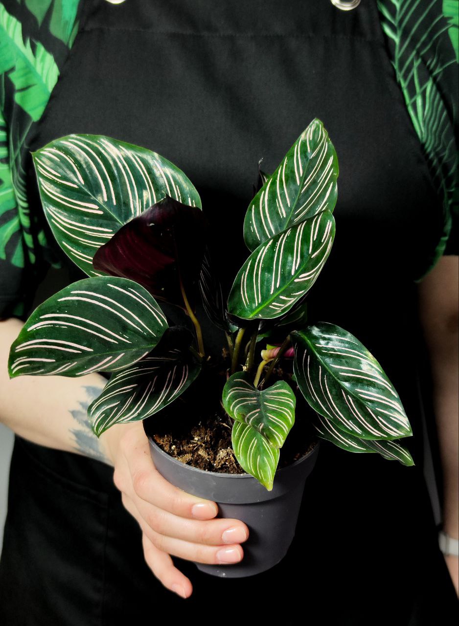 Калатея Сандериана Орната (Calathea Sanderiana Ornata) D12см