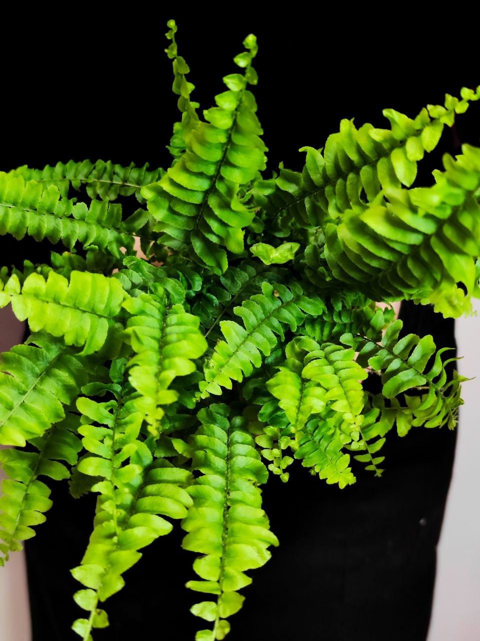 Нефролепис Бостон (Nephrolepis Boston) D8,5см