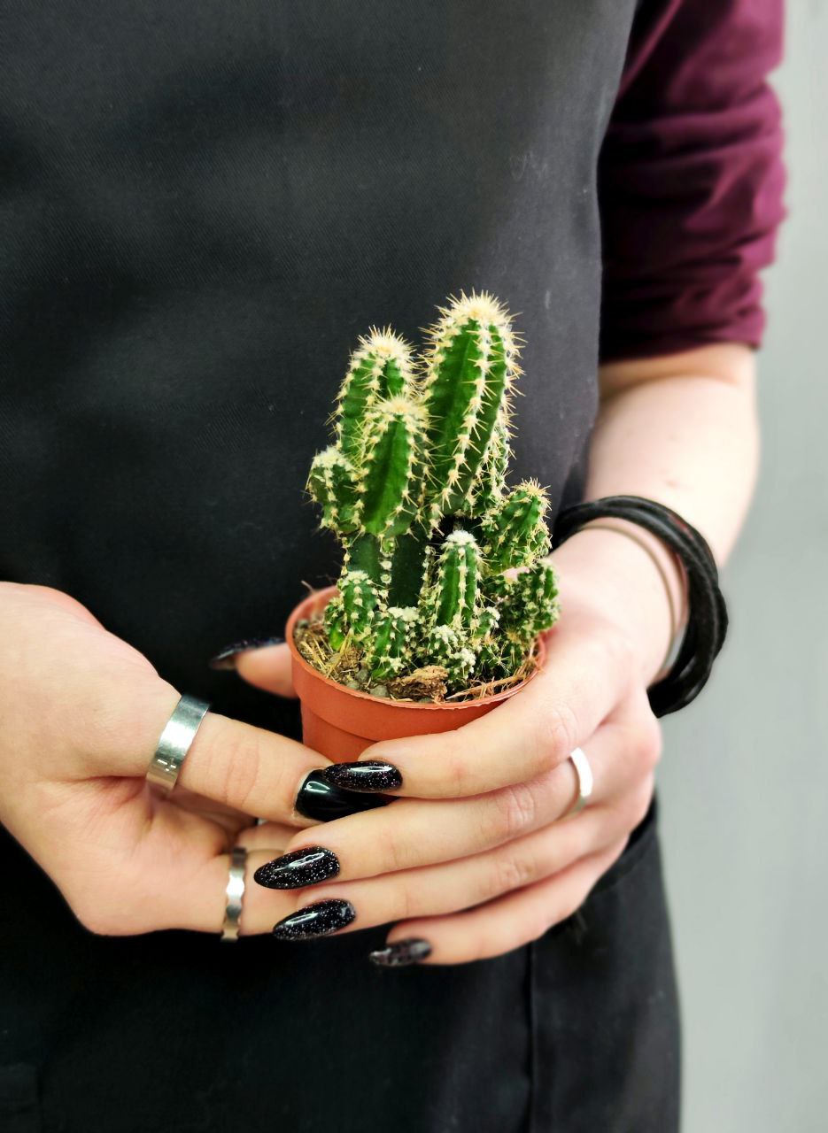 Цереус Паолина (Cereus Peruvianus Paolina) D5см