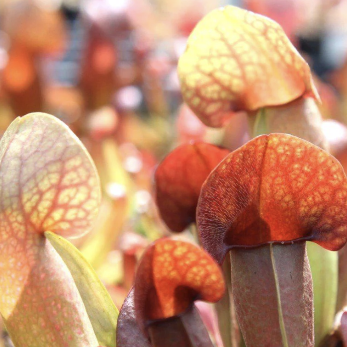 Саррацения Катесбай Мини (Sarracenia Catesbaei Mini) D5см