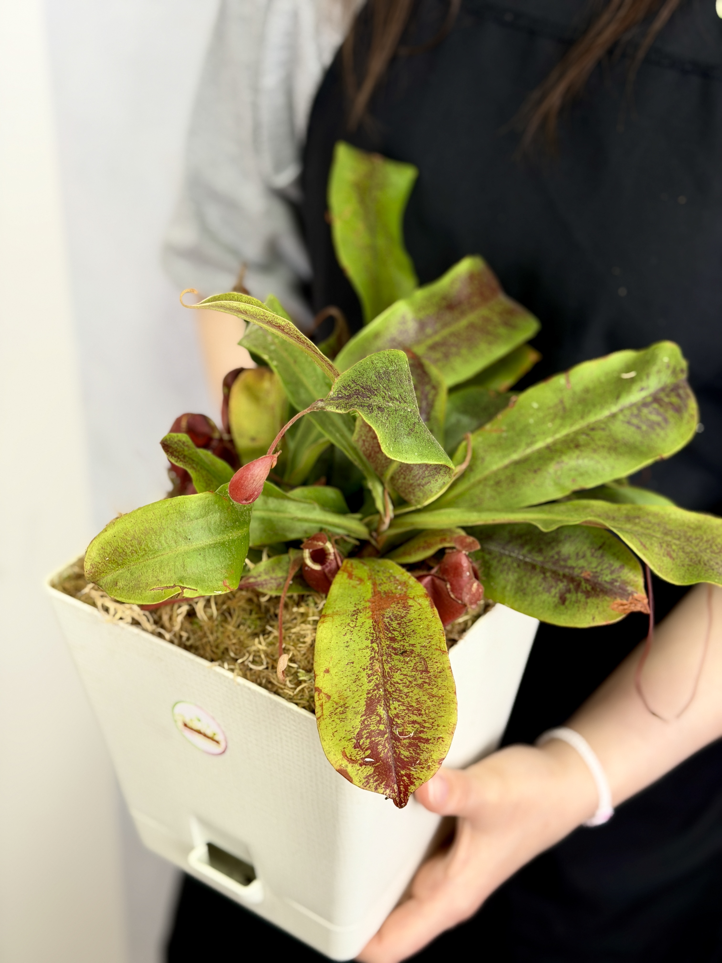 Непентес Ампулярия Красная (Nepenthes Ampullaria Red), пересаженный D17см