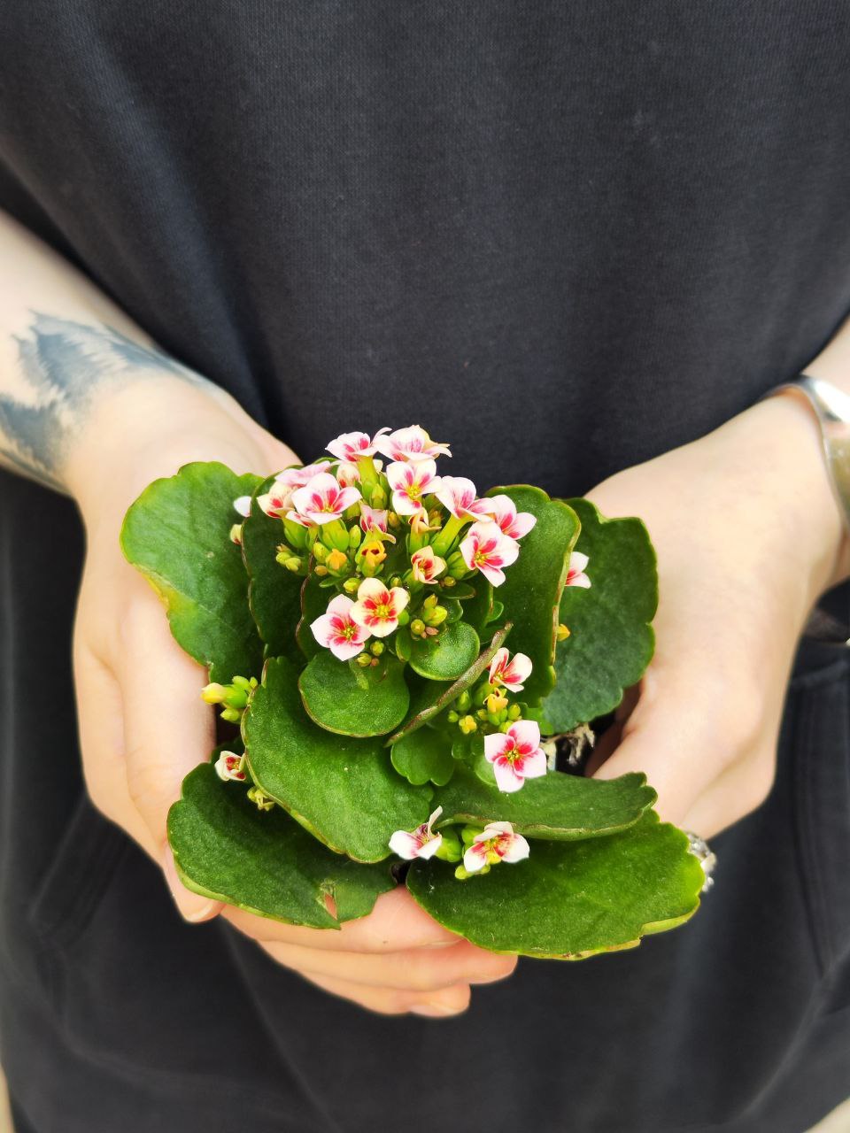 Каланхоэ Розалина Розовая Мэджик (Kalanchoe Rosalina Pink Magic) D6см
