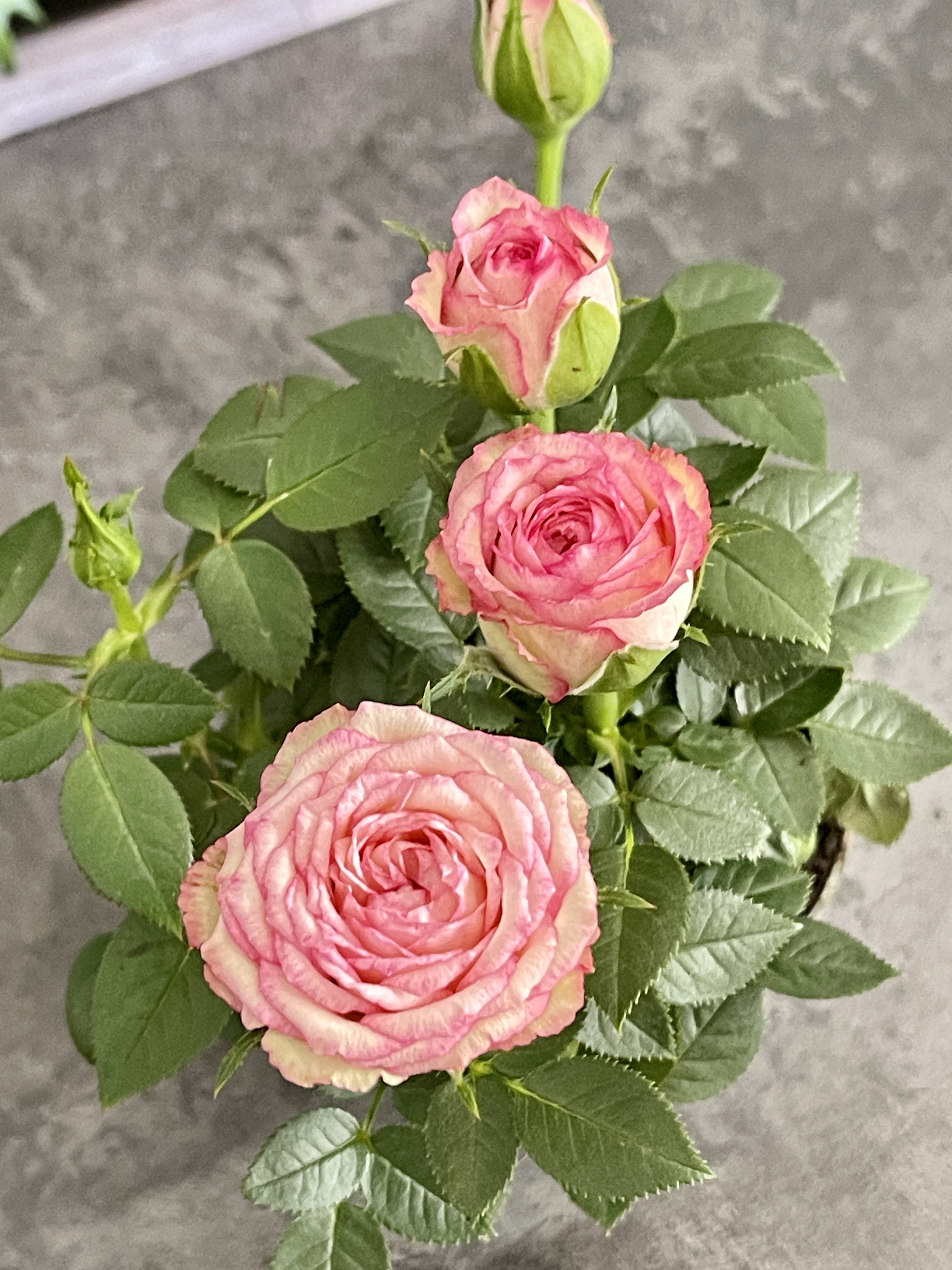 Роза Даника комнатная светло - розовая (Rosa Danica "Light Pink") D6см