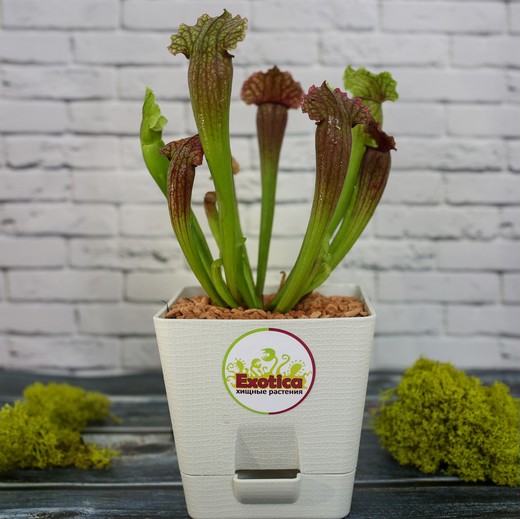 Саррацения Фиона (Sarracenia Philadelphia) пересаженная D12см