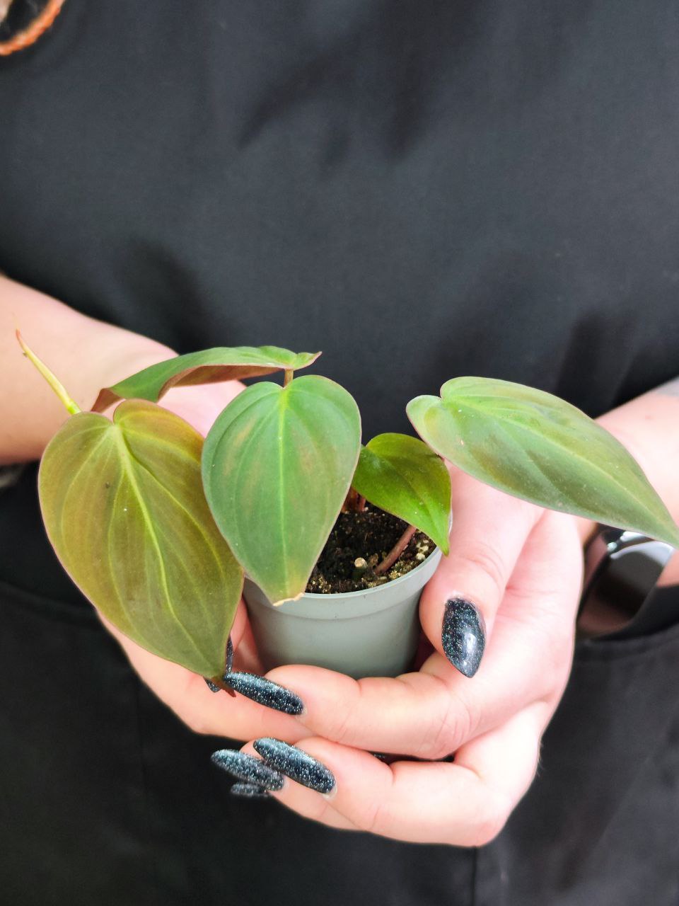 Филодендрон Миканс Бархатный (Philodendron Scandens Micans) D6см