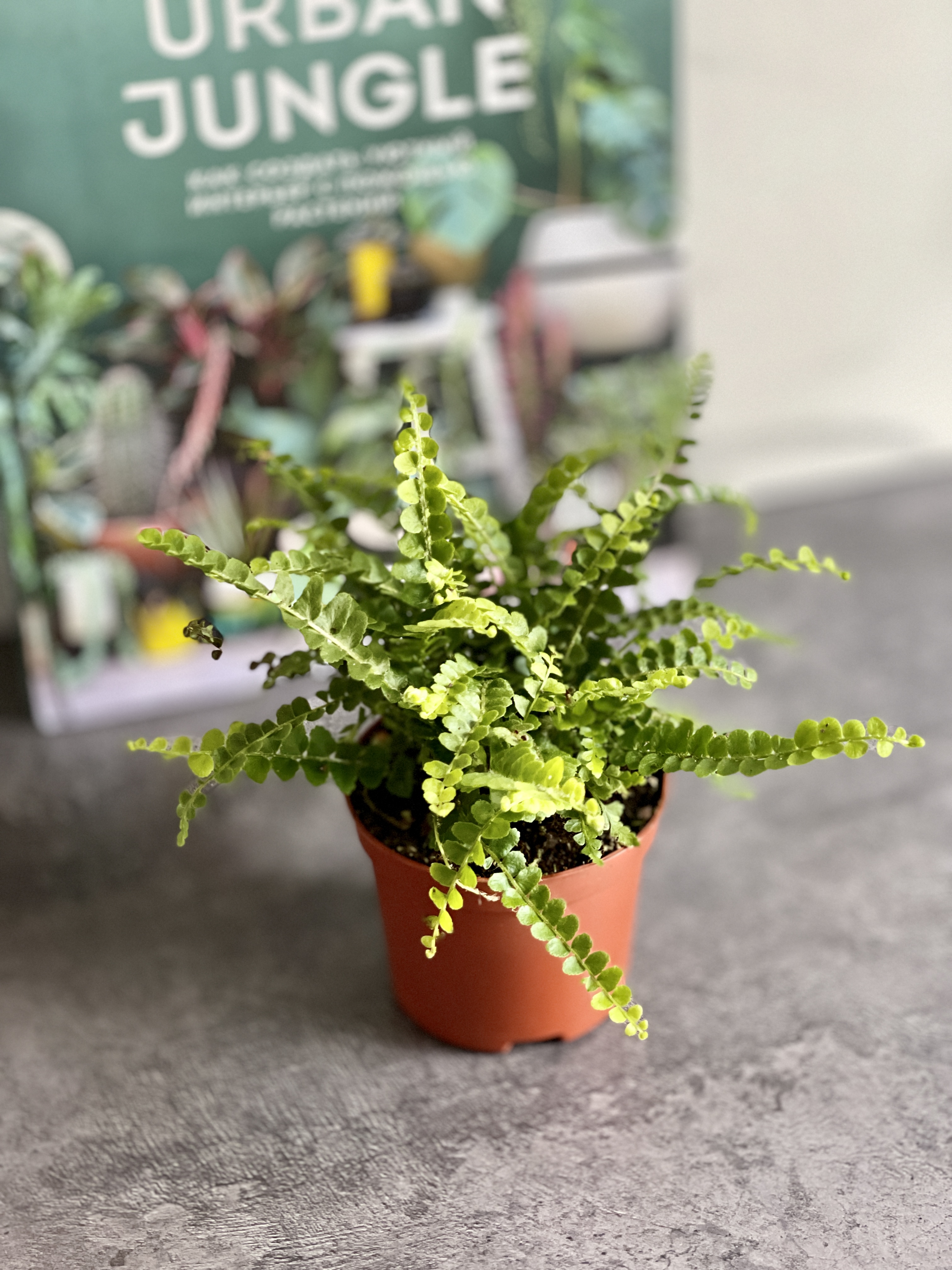 Нефролепис Даффи (Nephrolepis Exaltata Duffy) D8,5см