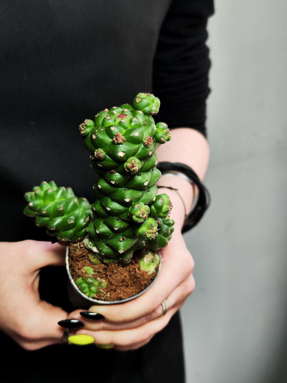 Эуфорбия (Молочай) Ричи, или Монадениум Ричи (Euphorbia Ritchiei) D6см