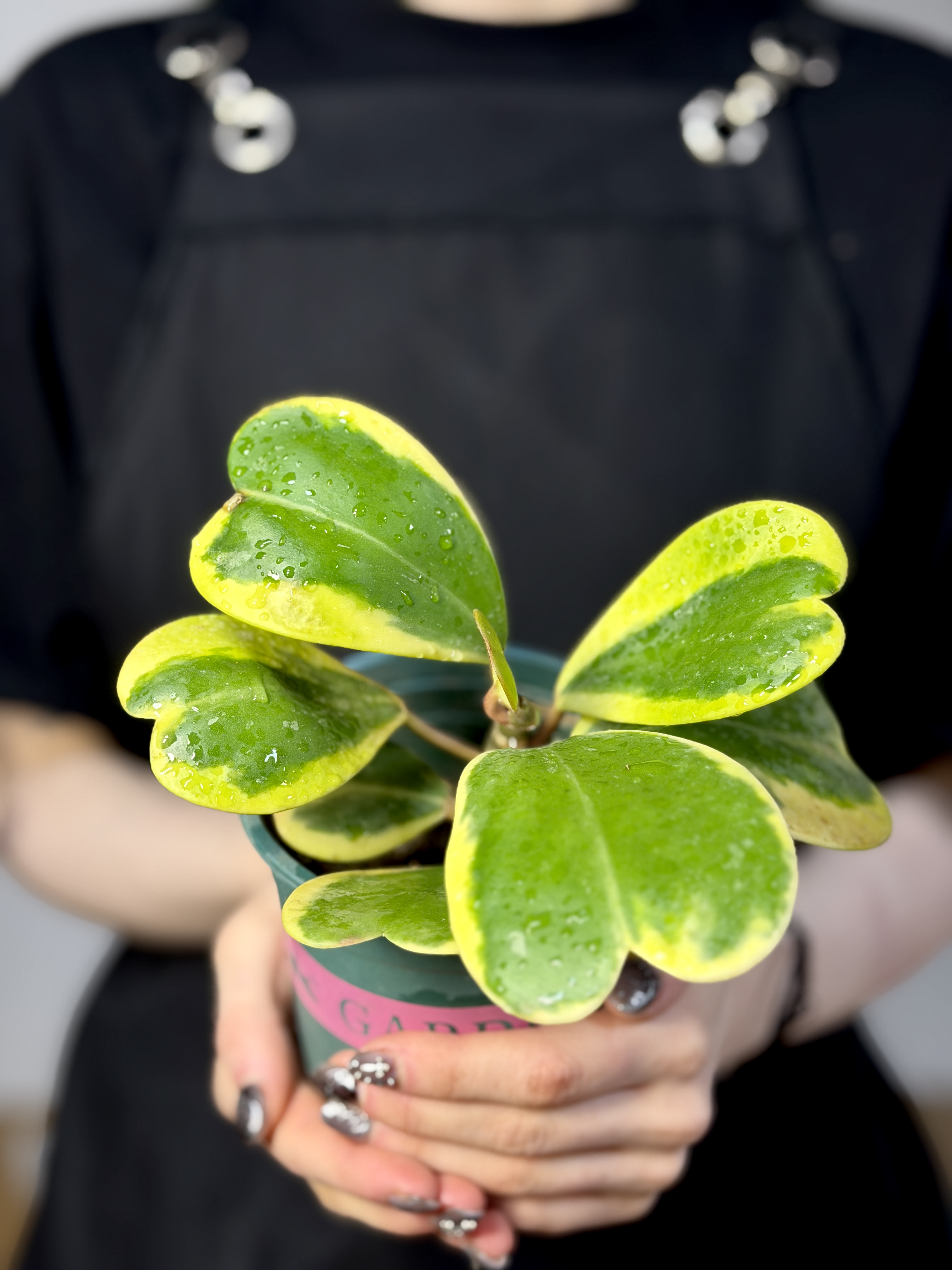 Хойя Керри Вариегатная, Куст (Hoya Kerrii Variegated) D11см