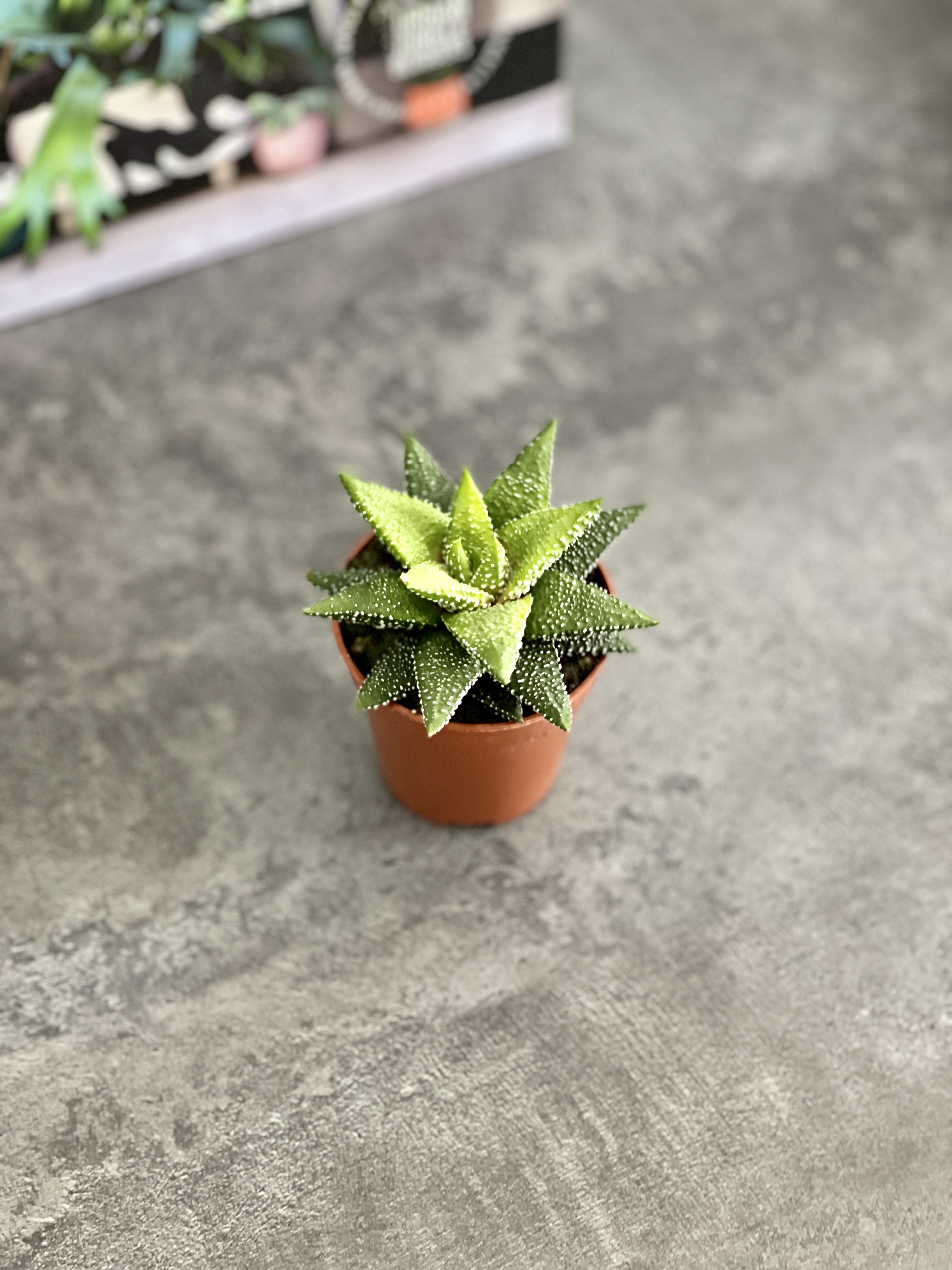 Хавортия Энон  (Haworthia Enon) D5см