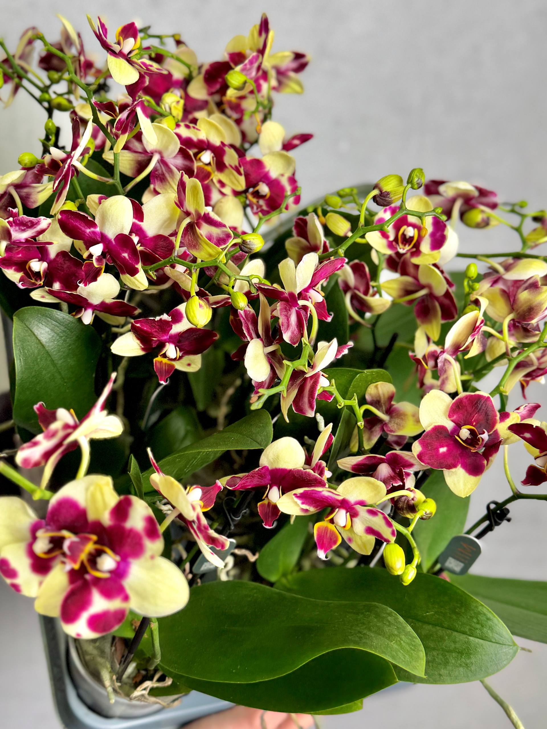 Орхидея Фаленопсис Катания (Phalaenopsis Catania) D9см