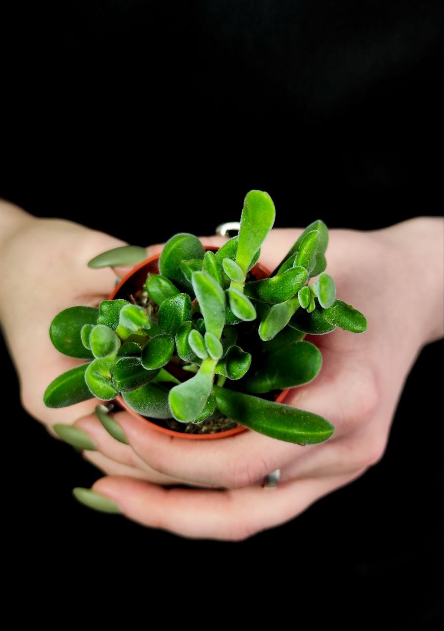 Крассула Роджерсия (Crassula Rogersii) D5см