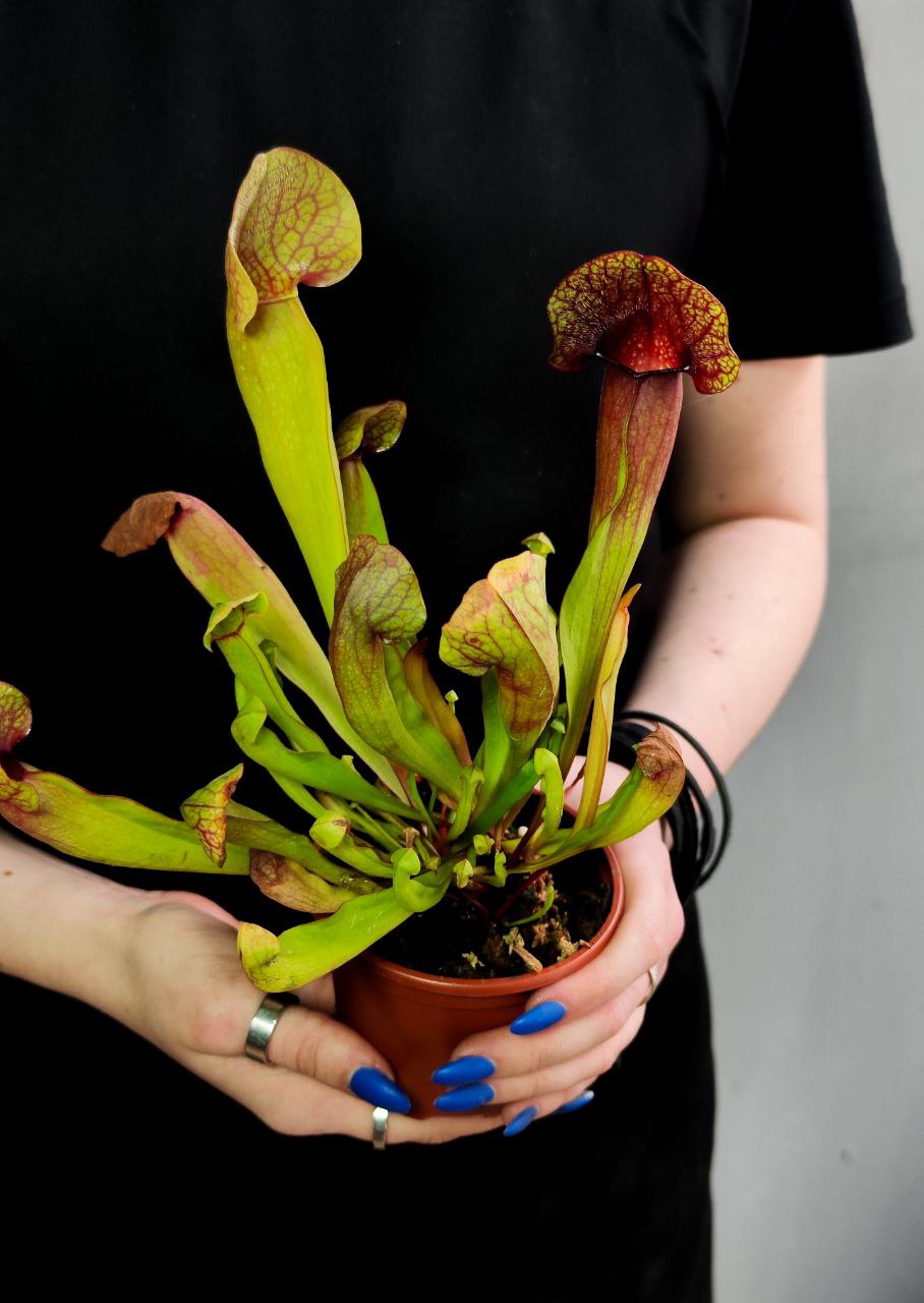 Саррацения Катесбай (Sarracenia Catesbaei) D9см