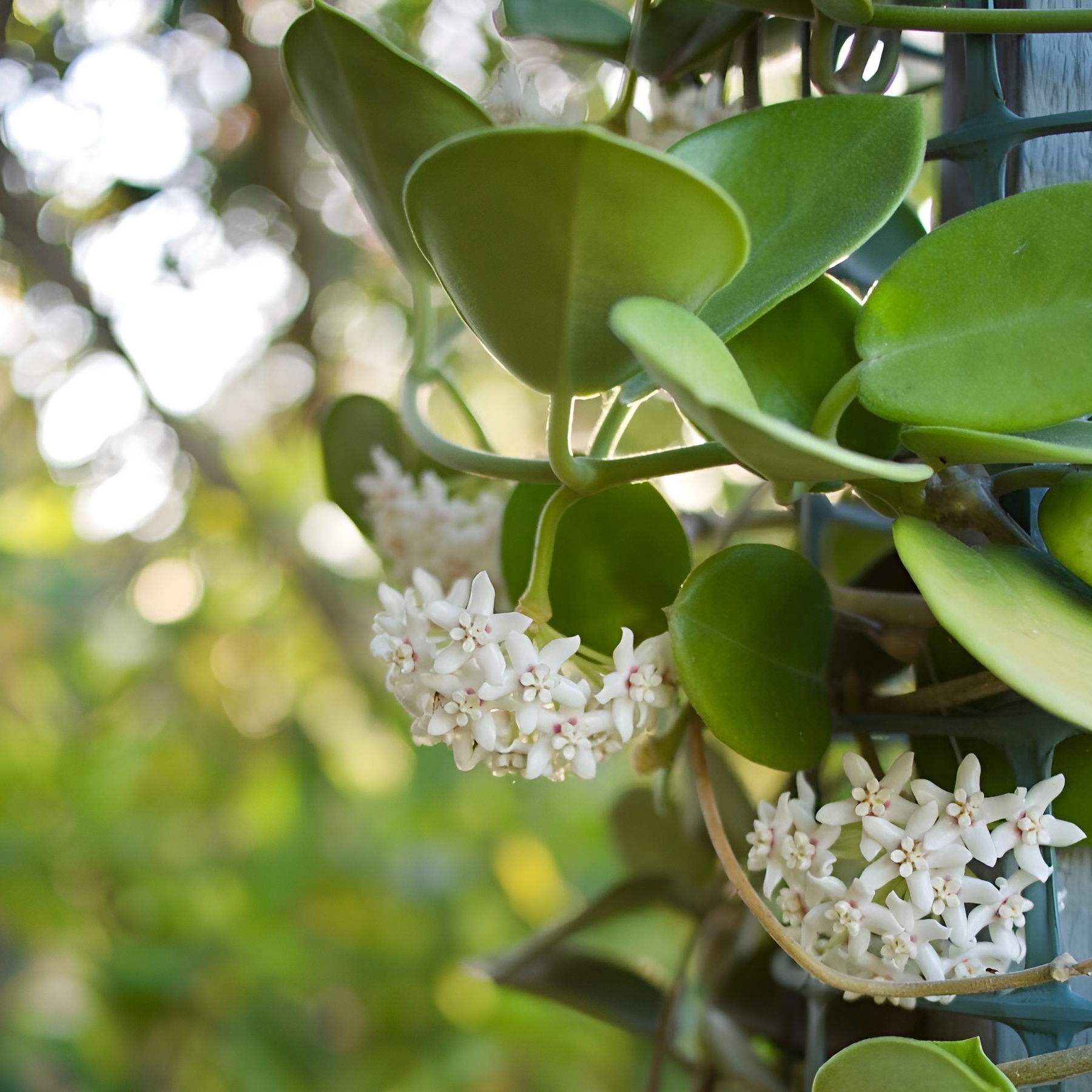 Хойя Южная Австралис (Hoya Carnosa Australis) D12см