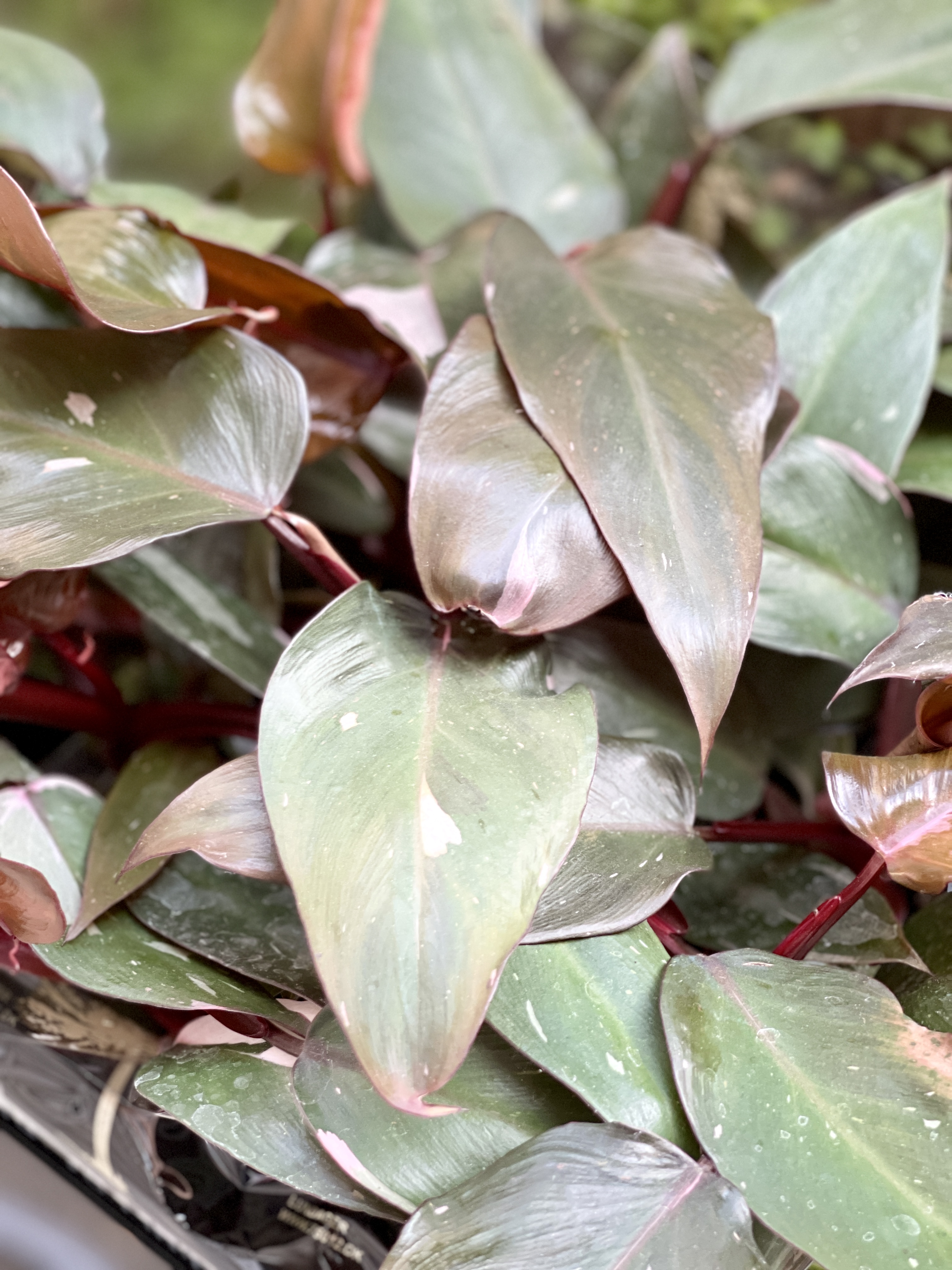 Филодендрон Пинк Принцесс (Philodendron Pink Princess) D6см