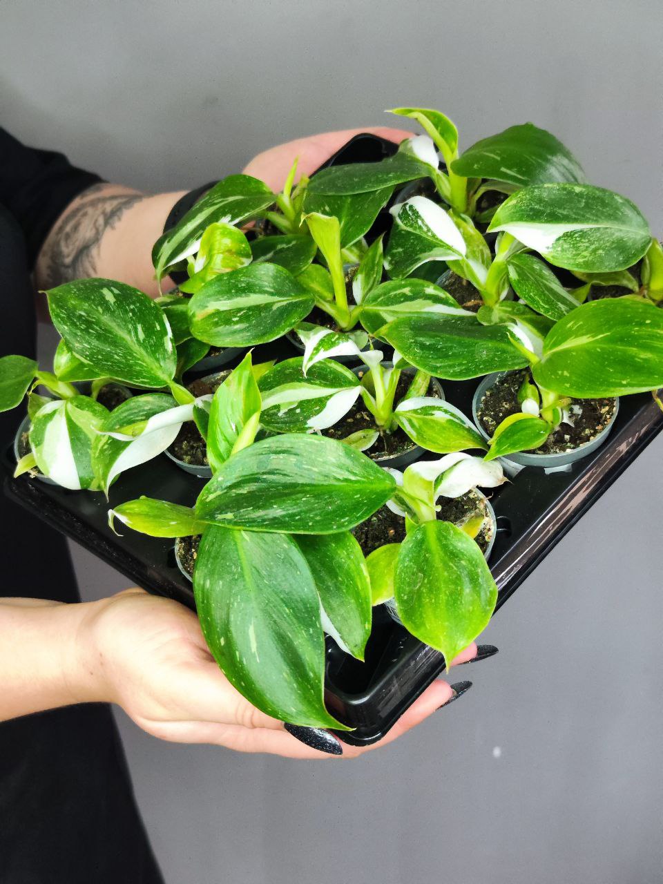 Филодендрон Вайт Визард (Philodendron White Wisard) D6см