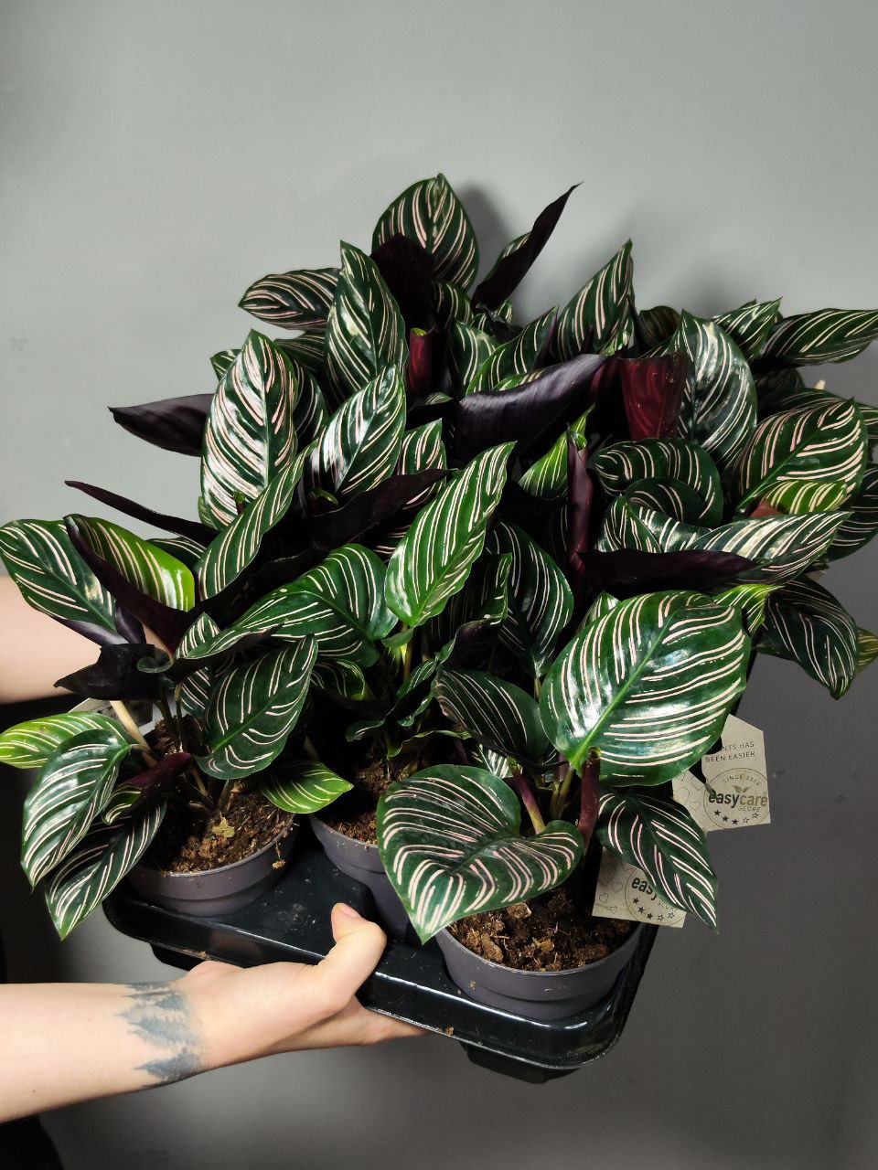 Калатея Сандериана Орната (Calathea Sanderiana Ornata) D12см
