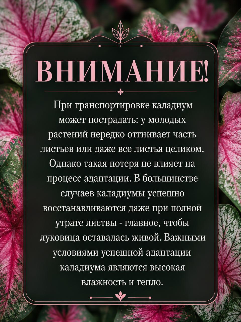 Каладиум Валентина (Calladium Valentina) D6см