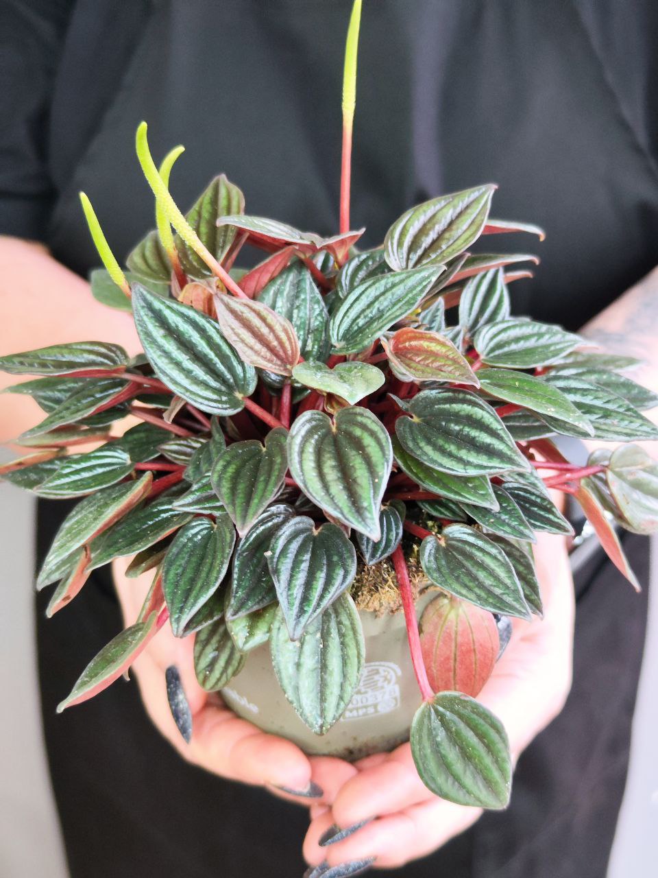 Пеперомия Лима (Peperomia Lima) D11см