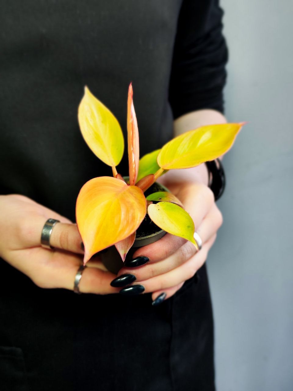 Филодендрон Принц Оранж (Philodendron Prince of Orange) D6см