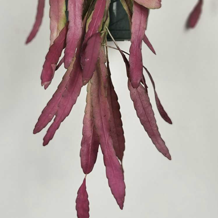 Рипсалис Ред Корал (Rhipsalis Red Coral) D5см