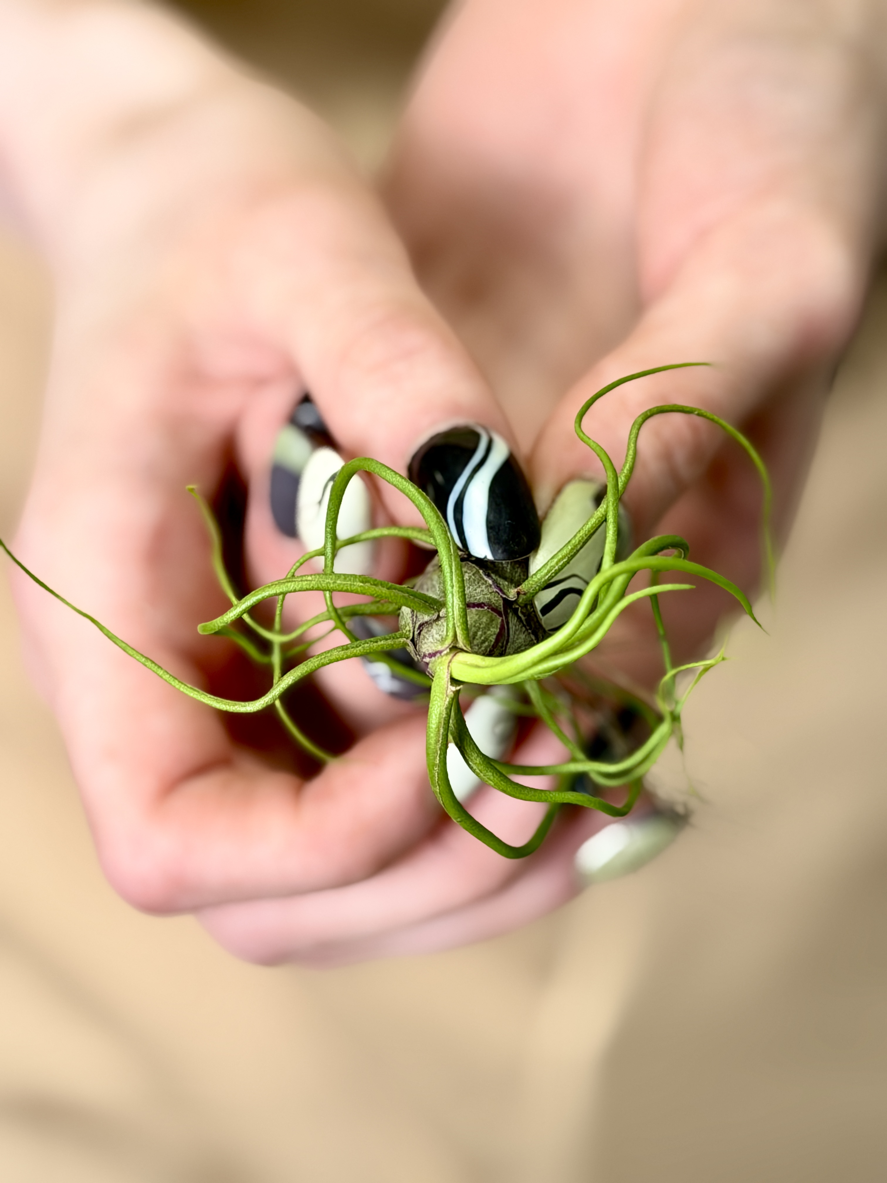 Тилландсия Бульбовидная Мини (Tillandsia Bulbosa Mini)