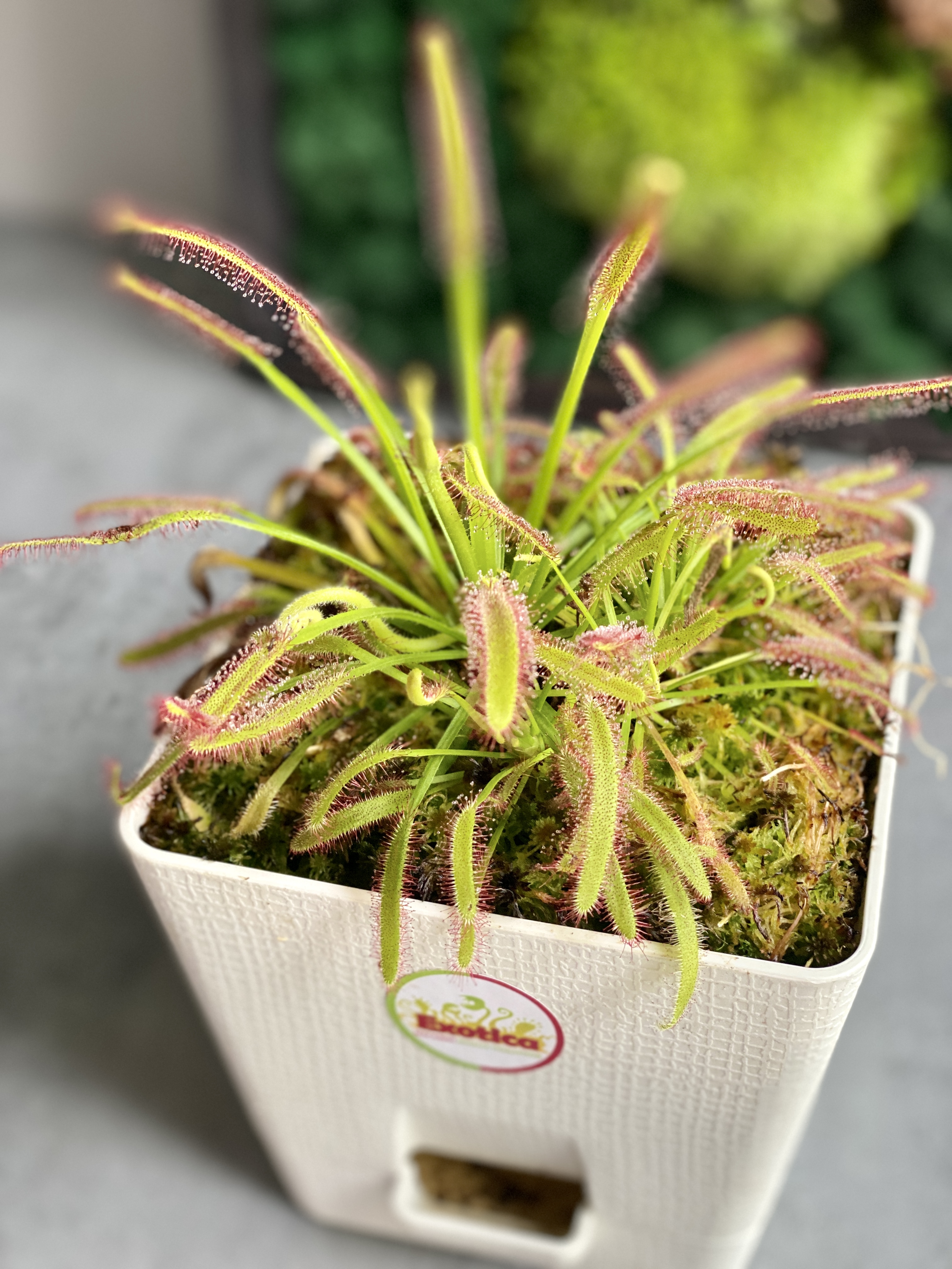 Росянка Капская (Drosera Capensis) пересаженная D12см