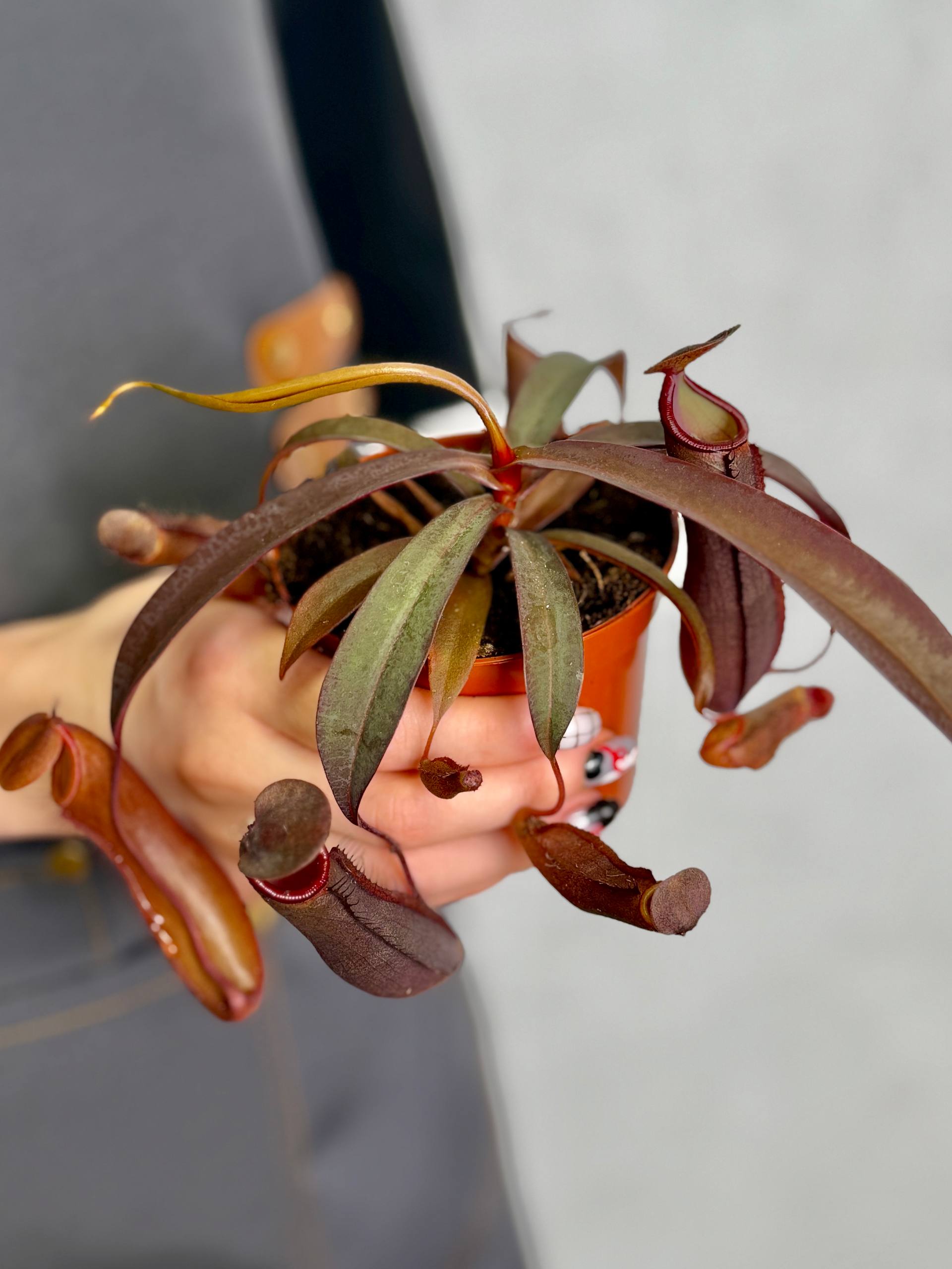 Непентес Ребекка Сопер (Nepenthes Rebecca Soper) D9см