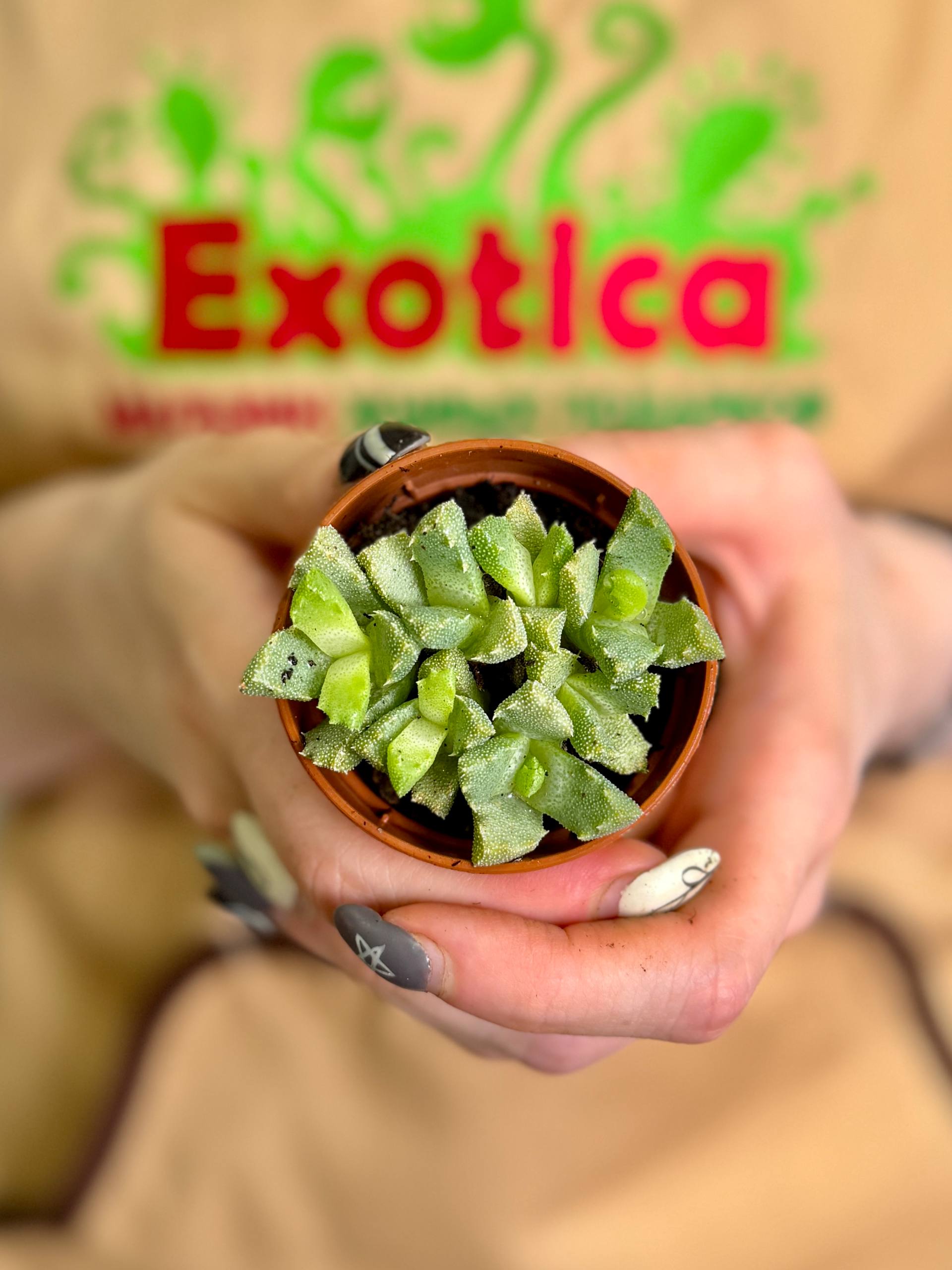 Алоинопсис Люкхофа (Aloinopsis Luckhoffii) D5см